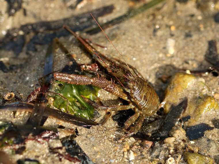 Galathea sp