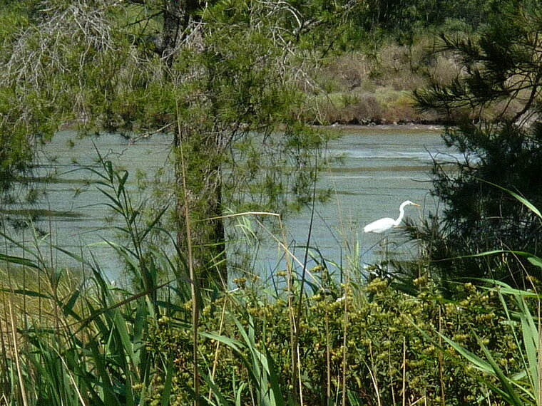 heron blanc