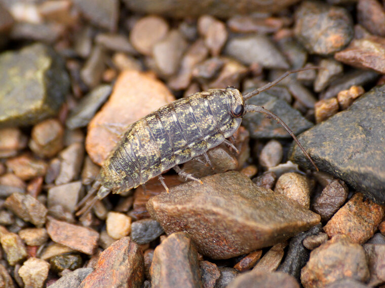 Ligia oceanica