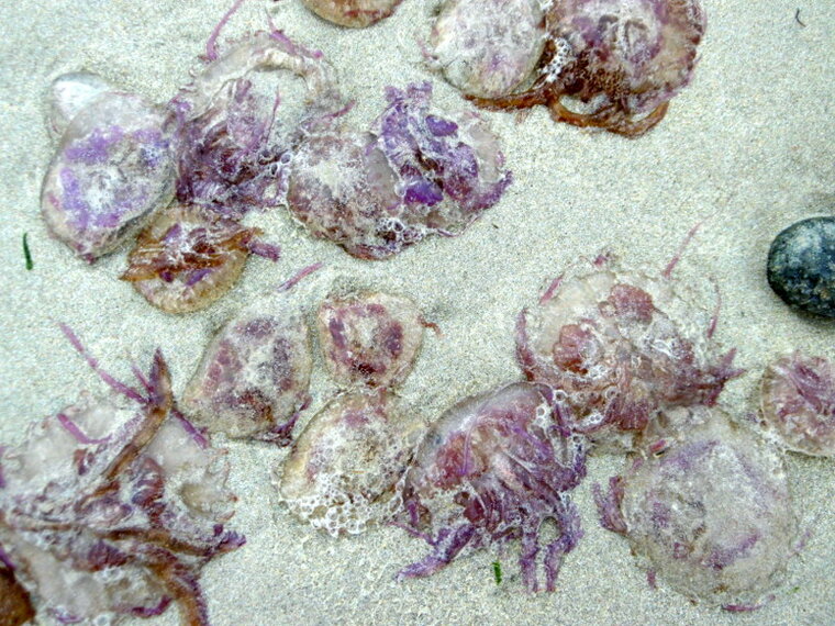 P1000606
