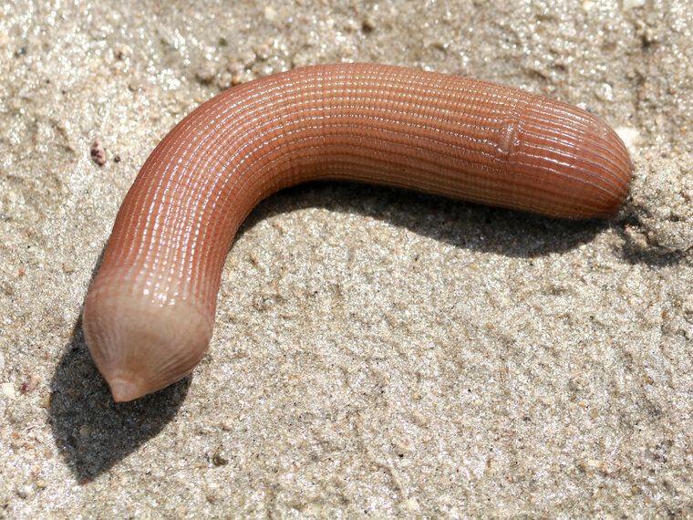 Sipunculus nudus