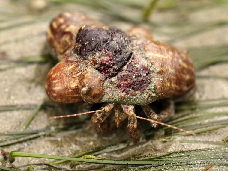 Bernard ermite