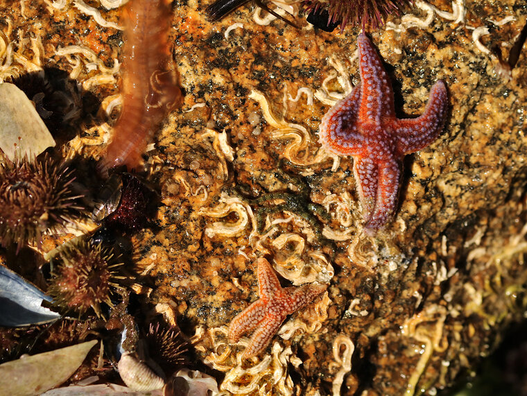 Comunidade Echinodermata