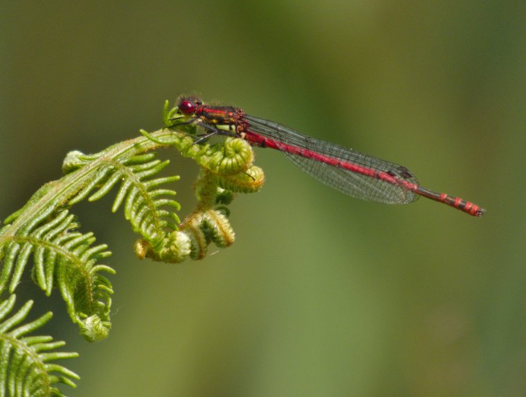 Petite nymphe au corps de feu Pyrrhosoma nymphula