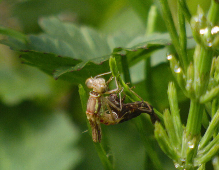 Petite nymphe au corps de feu Pyrrhosoma nymphula