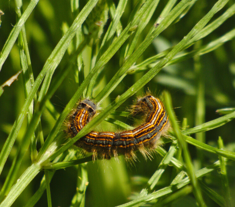 Malacosoma neustria la Livrée
