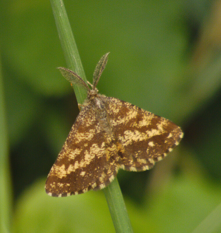 Phalène picotée mâle Ematurga atomaria