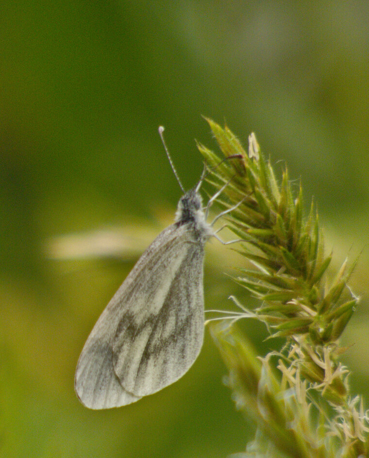 Piéride du lotier Leptidea sinapis