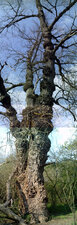 Arbre