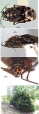 Deraeocoris nubilus