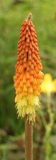 Kniphofia