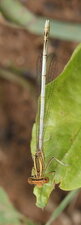 Agrion blanchâtre - femelle