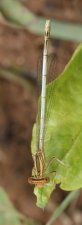 Agrion blanchâtre - femelle
