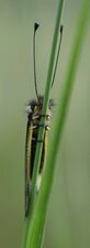 Ascalaphe