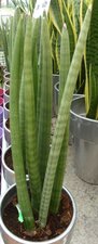 Sanseviera cylindrica