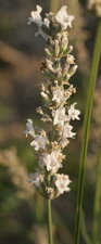 Lavande blanche