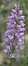 Orchis militaris