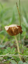 Champignon...